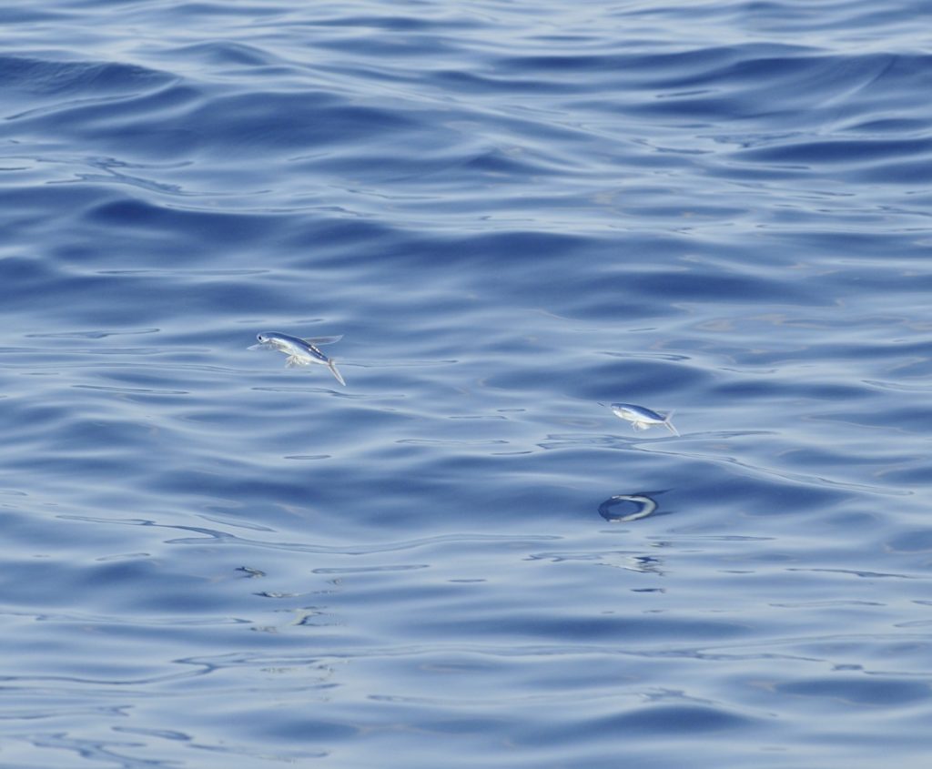 14 _wtd1483-1.jpg